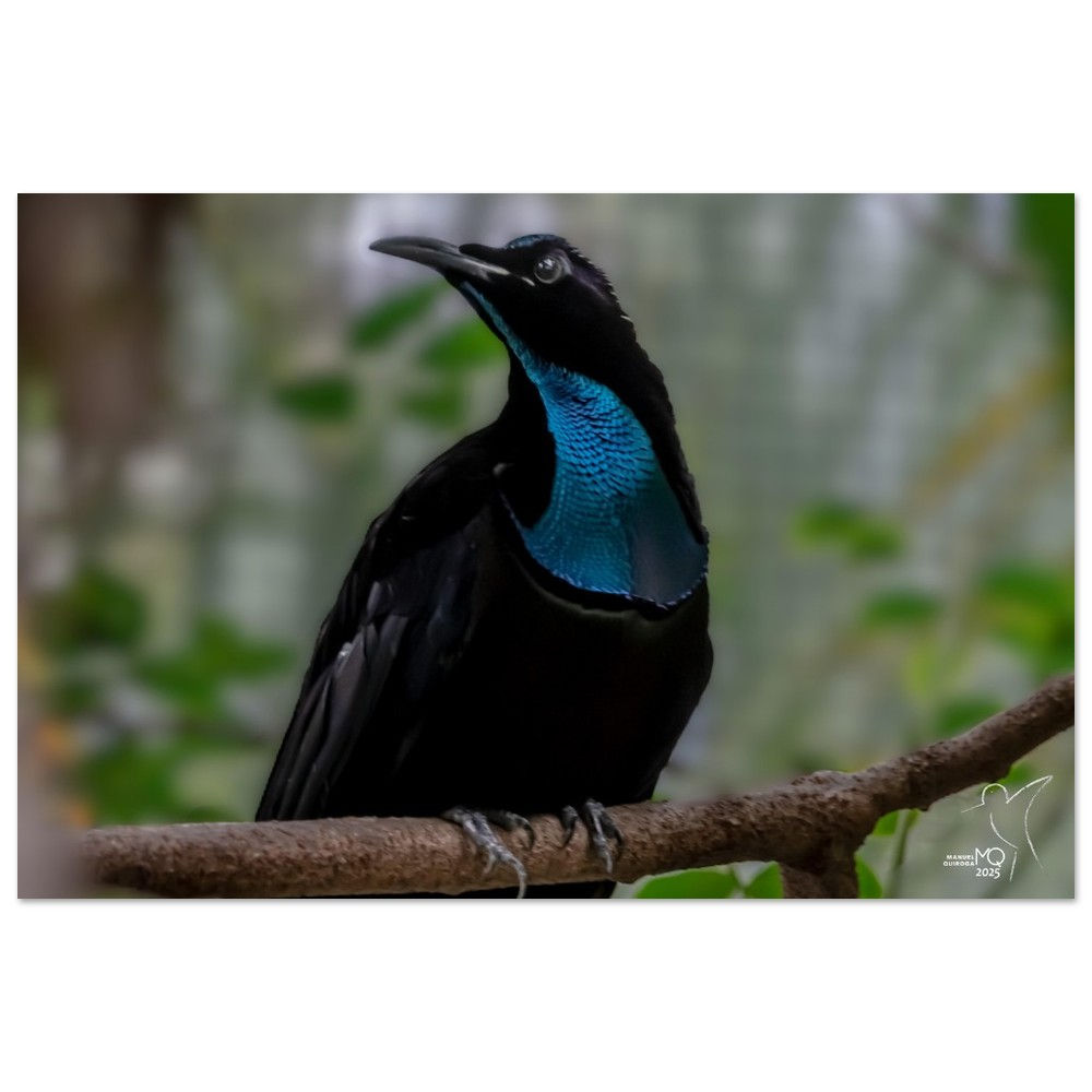 PTILORIS MAGNIFICUS - MAGNIFICENT RIFLEBIRD / PAPUA NEW GUINEA