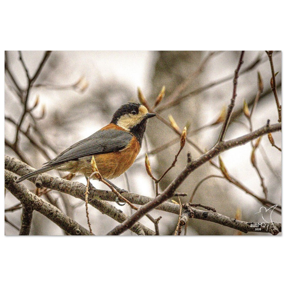 Varied Tit - Sittiparus varius / Hakodate - Japan