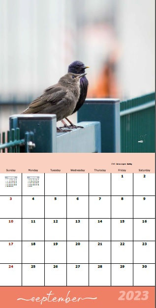 Thumbnail: The calendar "BIRDS OF GERMANY 2023"