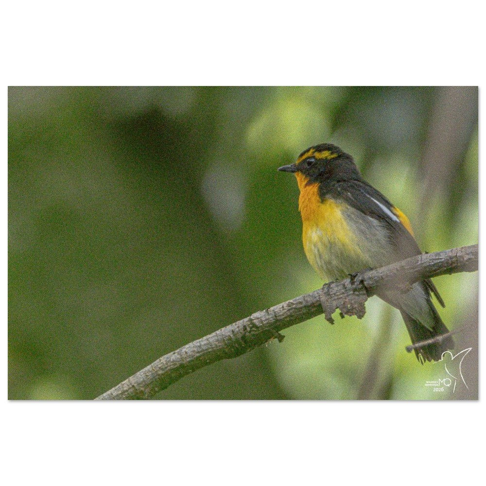 Narcissus Flycatcher - Ficedula narcissina / Kyoto - Japan