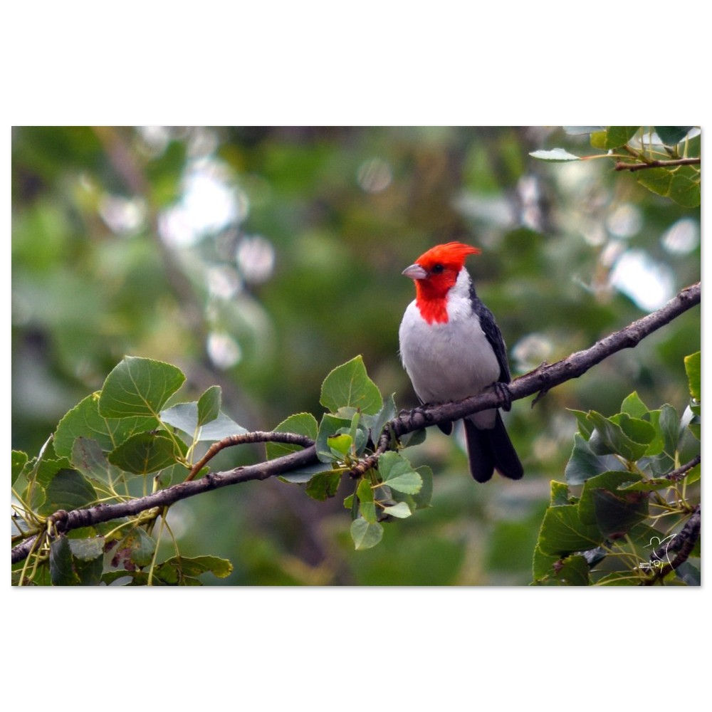 RED-CRESTED CARDINAL - PAROARIA CORONATE / TARIJA – BOLIVIA  Imp. en aluminio
