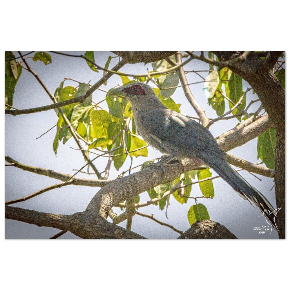 Green-billed Malkoha - Phaenicophaeus tristis / Quảng Nam -  Vietnam