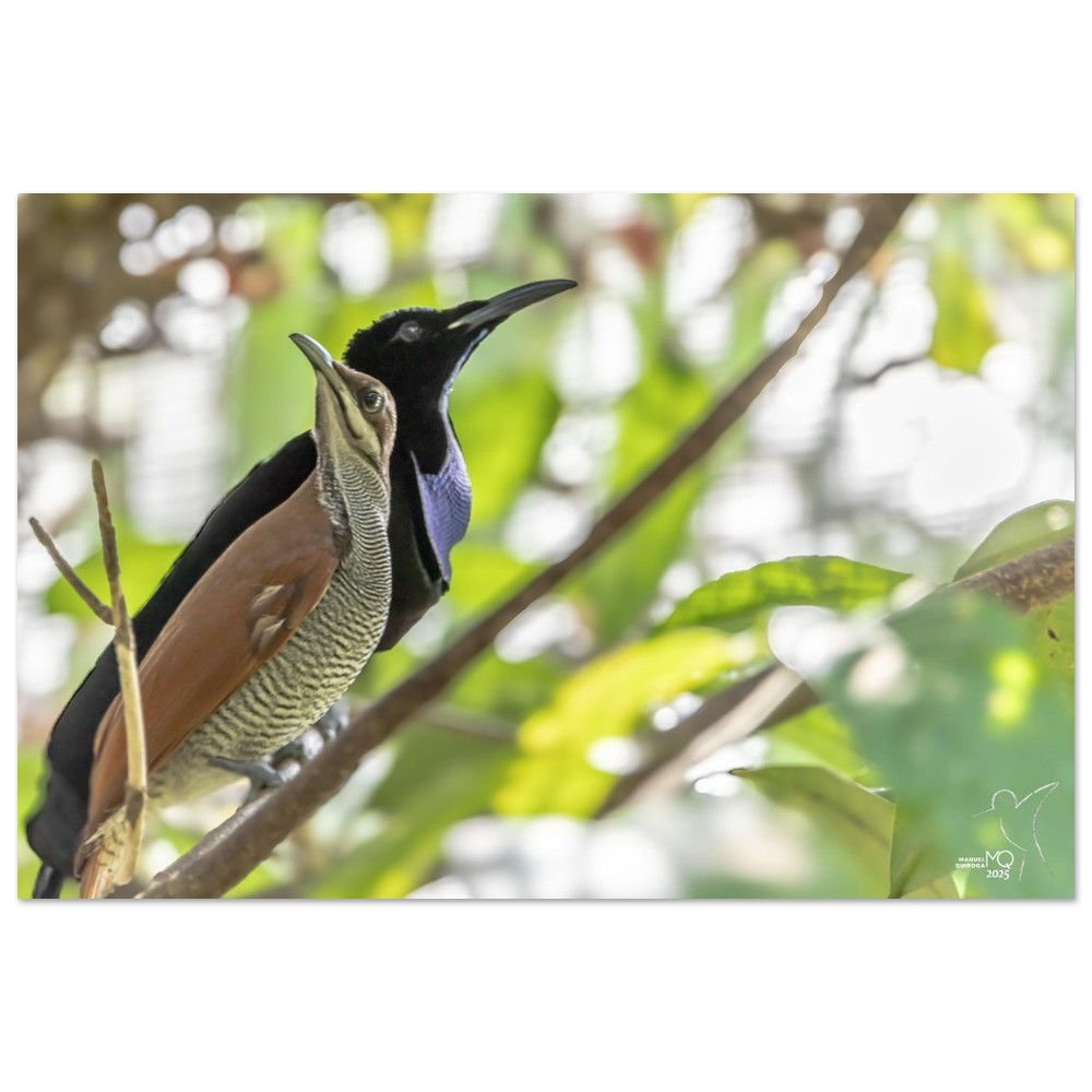 PTILORIS MAGNIFICUS - MAGNIFICENT RIFLEBIRD / PAPUA NEW GUINEA