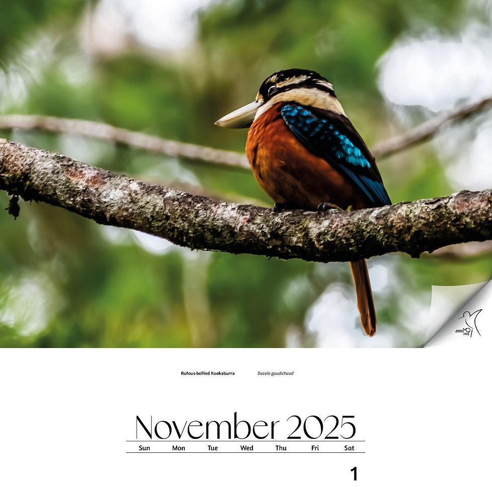 Thumbnail: BIRDS OF PAPUA NEW GUINEA 2025 (WORLDWIDE size except for USA and Canada)