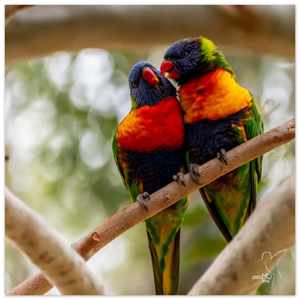 TRICHOGLOSSUS MOLUCCANUS - RAINBOW LORIKEET / BRISBANE – AUSTRALIA