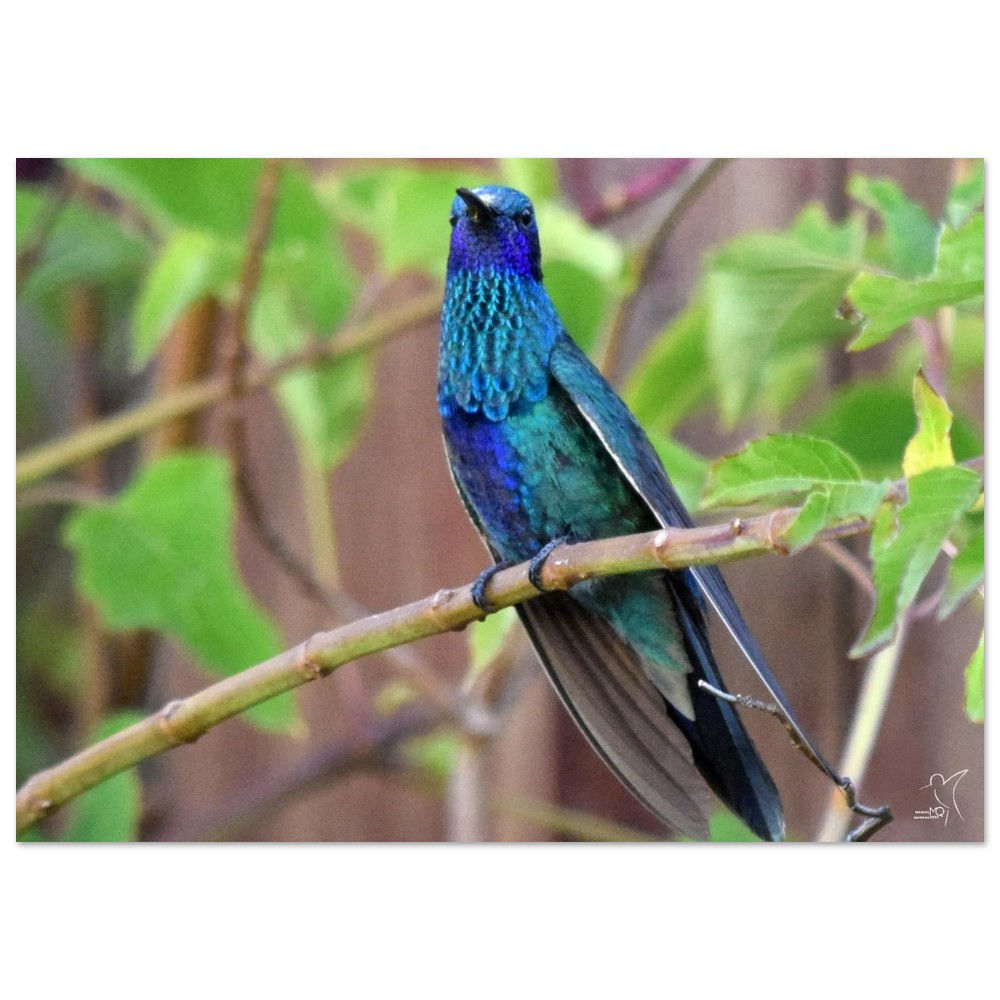 SPARKLING VIOLETEAR - COLIBRI CORUSCANS / LA PAZ - BOLIVIA