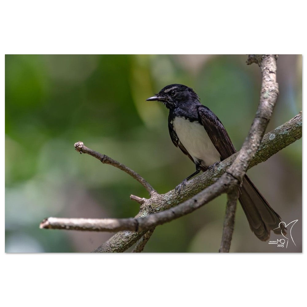 Willie Wagtail - Rhipidura leucophrys / Papua New Guinea