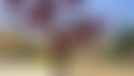 'AlHaram Plant' sculpture by Qatari artist blooms in
Corniche