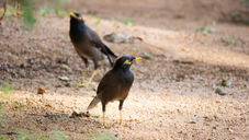 Ministry records 36,000 Myna birds captured to combat spread of invasive species