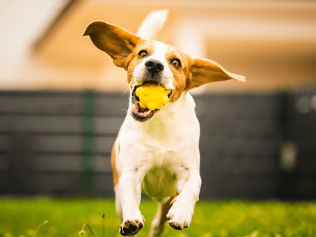 Hundezaun - maßgeschneiderte Zäune und Käfige für Hunde: Sicherheit und Komfort für Ihren Vierbeiner