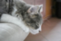 physio cat