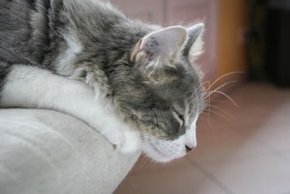 physio cat