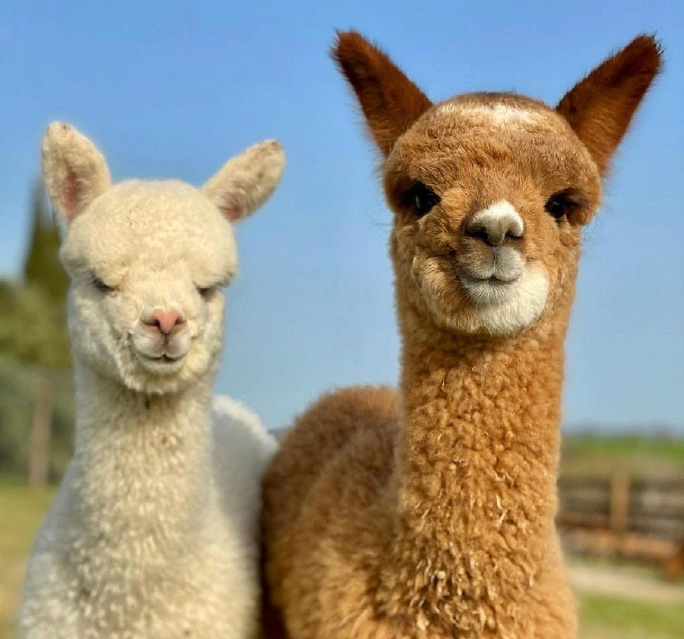 Yoga and Lamas & Alpaka 25.09.2026 18-20 Uhr
