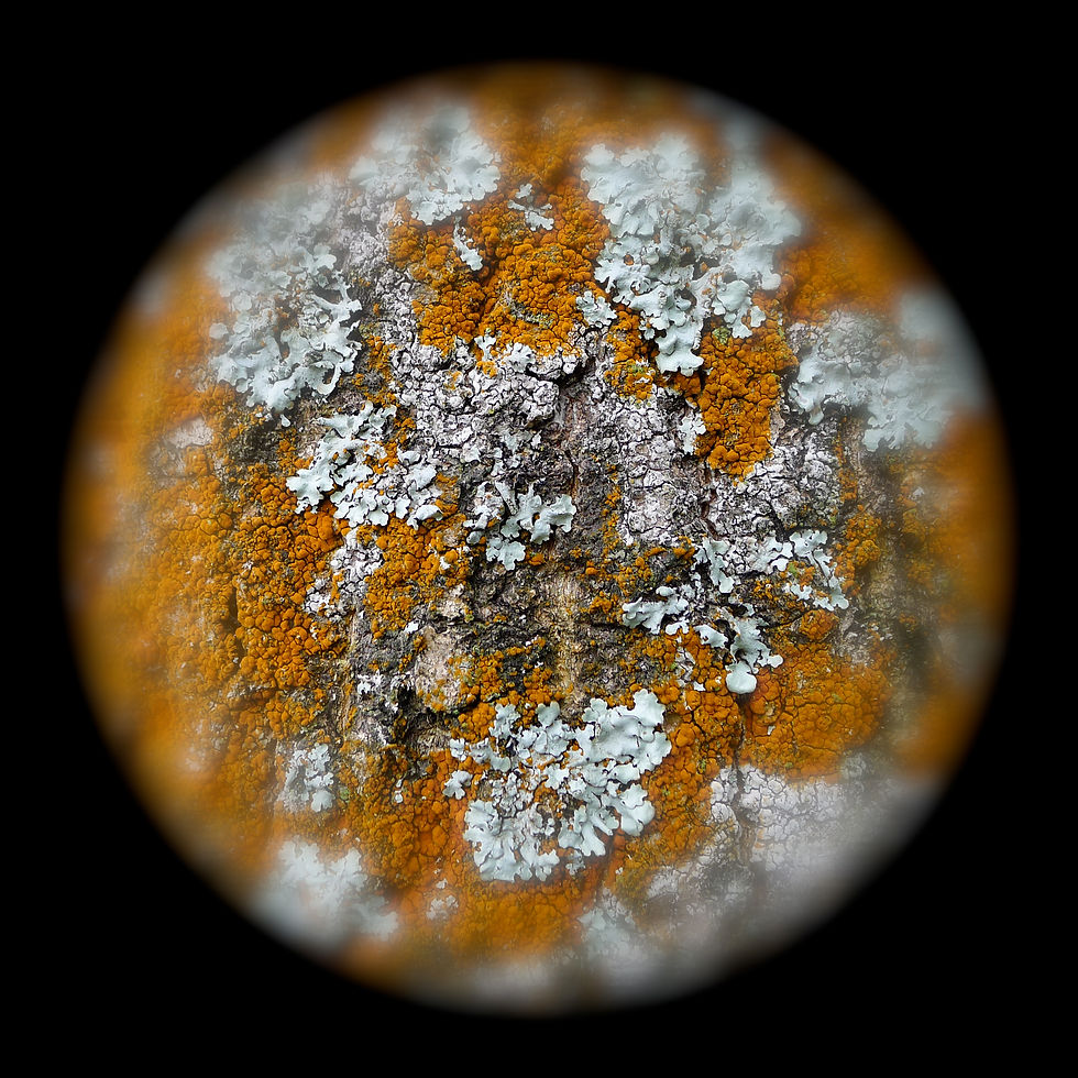 Terra1 - floating.JPG