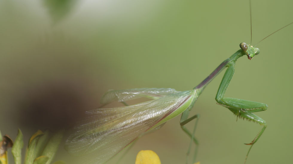 Close-up of a green mantis calmly perched on a flower, showing one eye darker than the other.