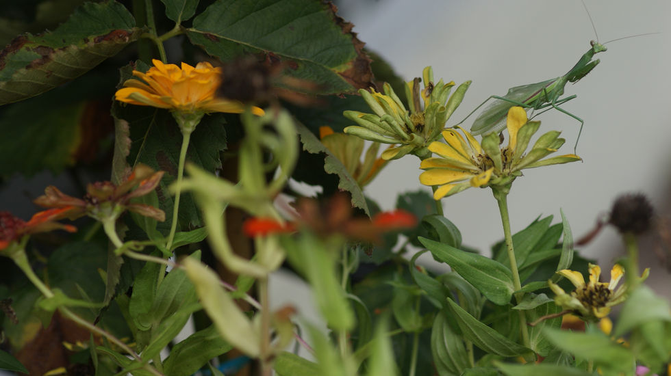 Young green praying mantis climbing carefully among a cluster of yellow flowers.