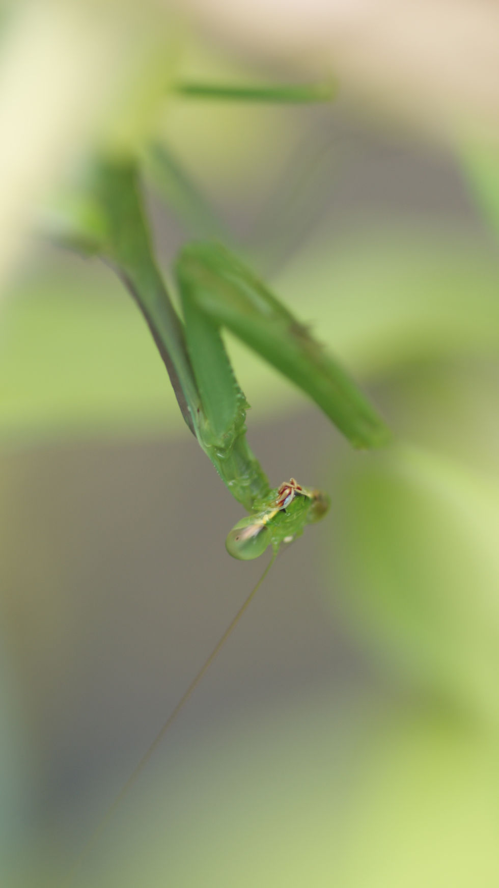 Mantis emerging with limbs visible, surrounded by softly blurred leaves that draw focus to his body.