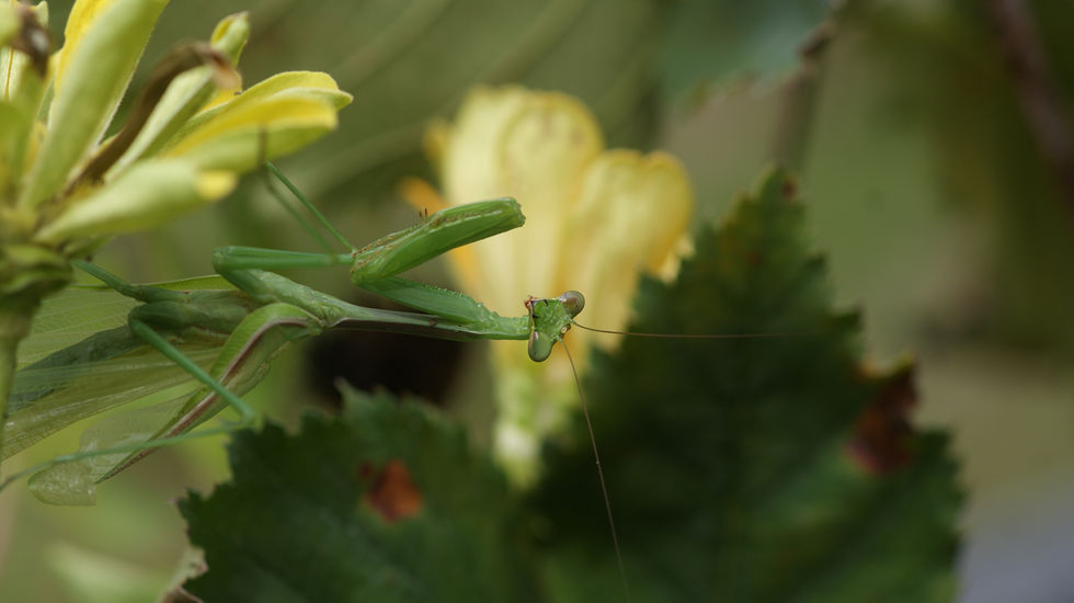 Bright, clear mantis in focus with a soft, colorful background of flowing shapes and balanced tones.