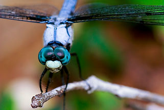 Dragonfly eyes.JPG