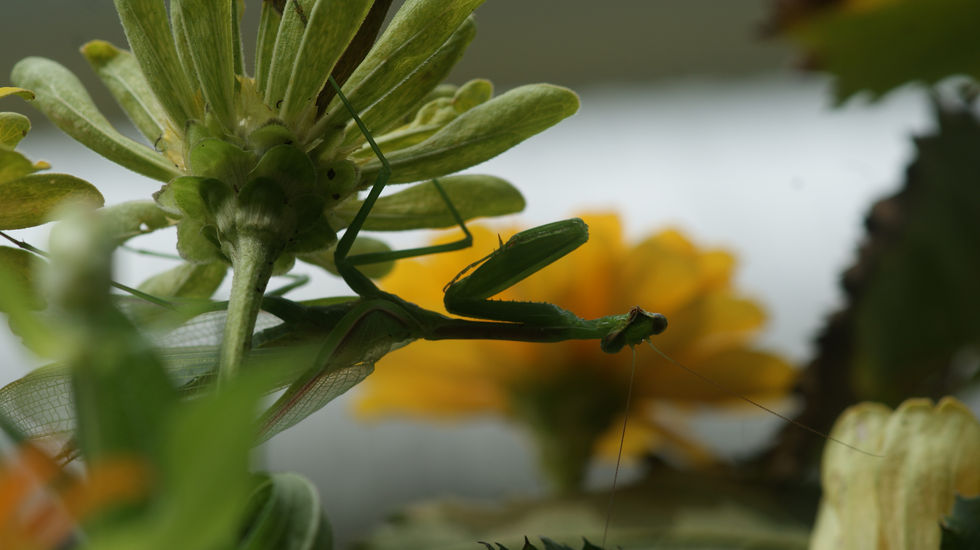 Silhouetted mantis hanging upside down from a flower, with yellow petals behind highlighting its head.