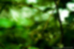 dragon fly_1.jpg