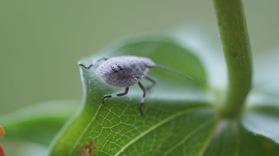 Fuzzy insect standing on a green leaf, appearing still and focused in a macro nature photograph.