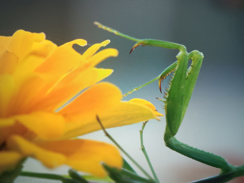 Mantis reaching with spiked limbs toward a soft yellow flower, with a flowing composition that blends sharpness and beauty.