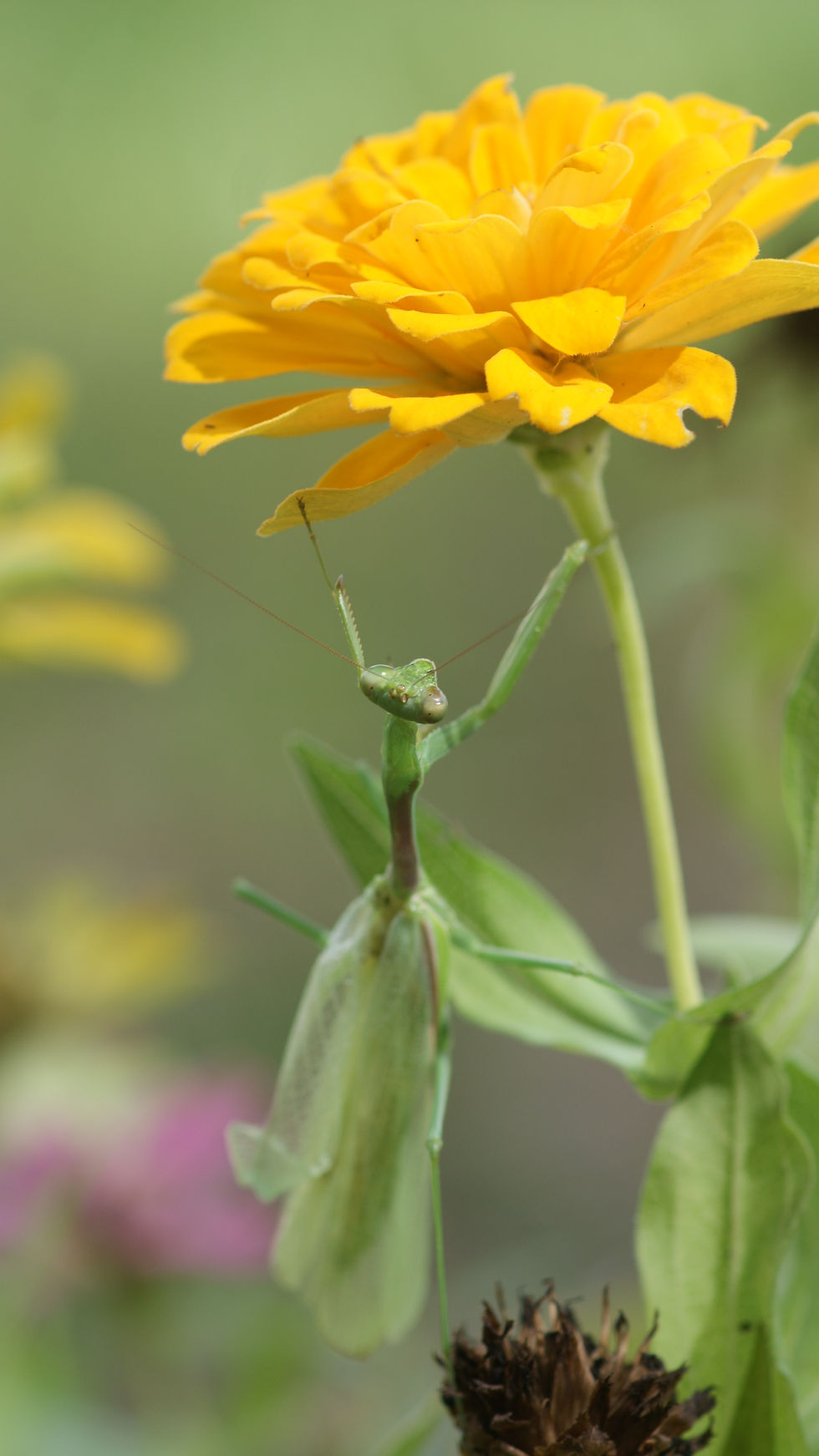 Nature’s Gentle Acrobat