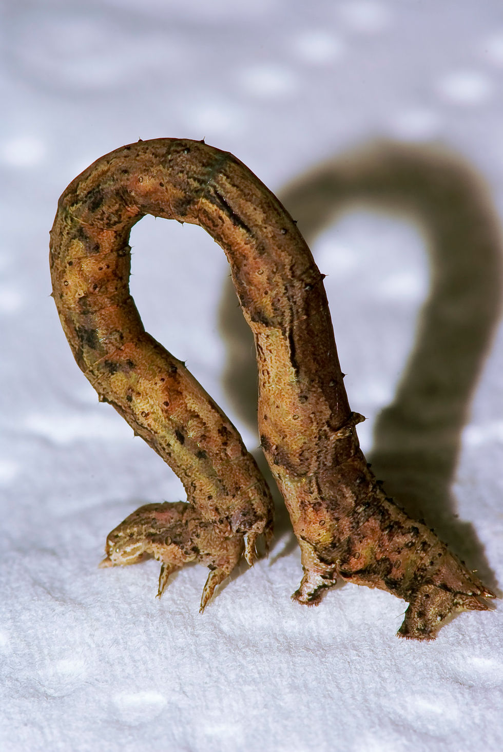 Inchworm arching its body on a white paper towel, mimicking a twig in a mid-step freeze, photographed after being discovered post-hike.