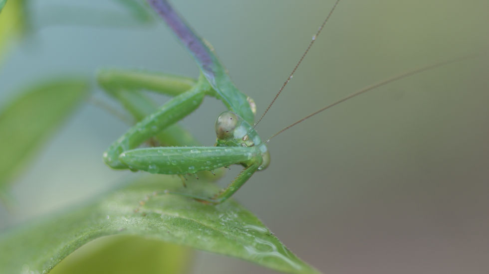 Green mantis resting on a curved leaf with visible water droplets on its forelimbs; antennas extend into blank space, evoking a peaceful scene.