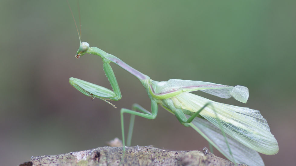 Green mantis standing alert on a brown tree branch, side view showing its damaged wing, with a soft green background.