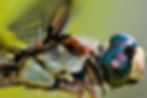Dragonfly closeup.JPG