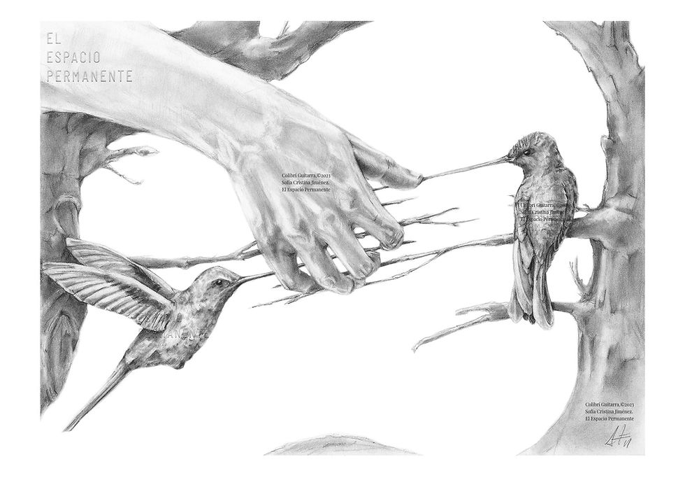 Colibrí Guitarra 2023@. Obra en grafito sobre papel arches