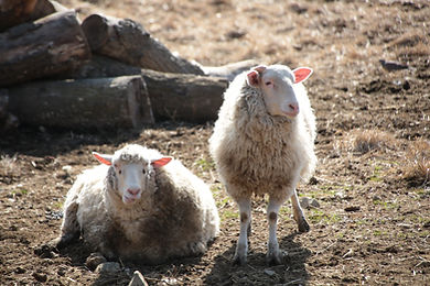 2023-02-18_10-01-18_TFVmarche_019_original (1).JPG