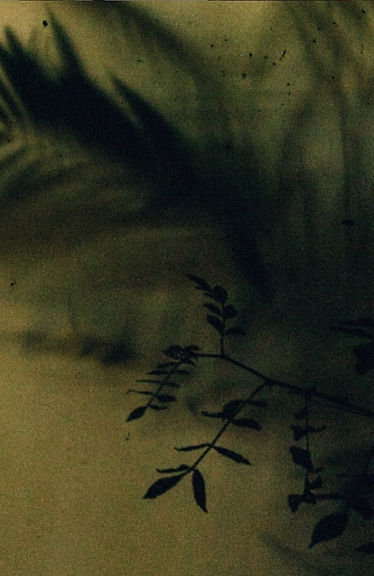 Nocturne collection shadow and foliage mood study