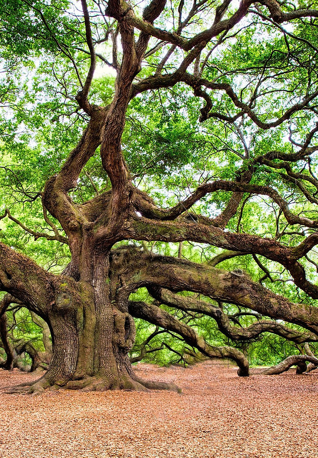 oak-tree-2018822_1920.jpg