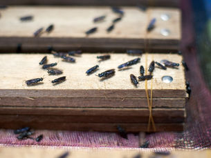 Diagram siklus ekonomi sirkular yang menunjukkan proses biokonversi limbah organik menjadi pakan ternak melalui serangga dan teknologi BSF.