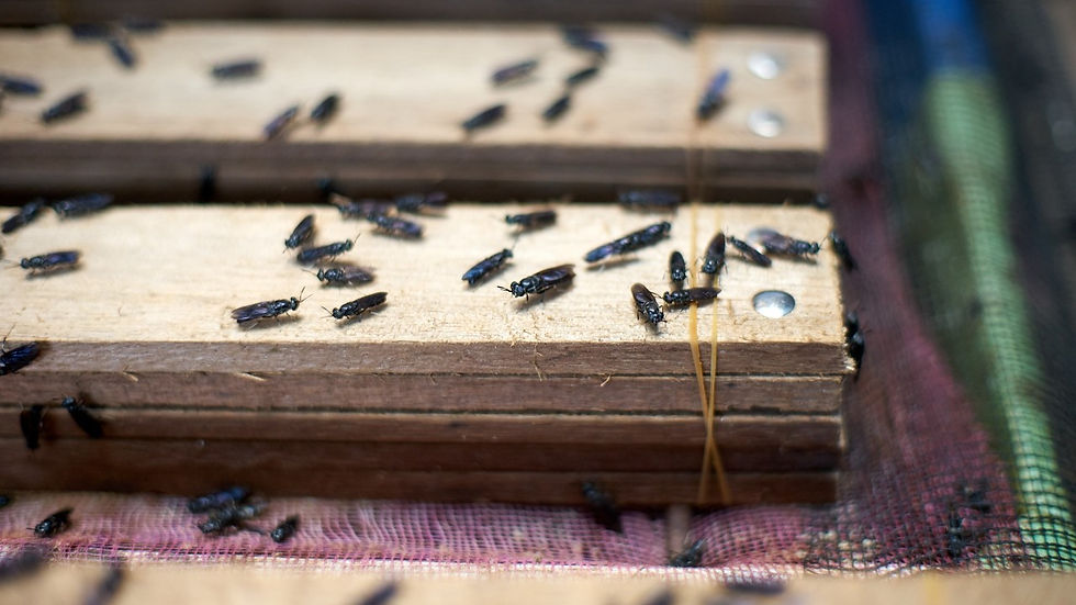 Diagram siklus ekonomi sirkular yang menunjukkan proses biokonversi limbah organik menjadi pakan ternak melalui serangga dan teknologi BSF.