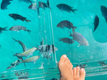 BARCO TRANSPARENTE EM FERNANDO DE NORONHA