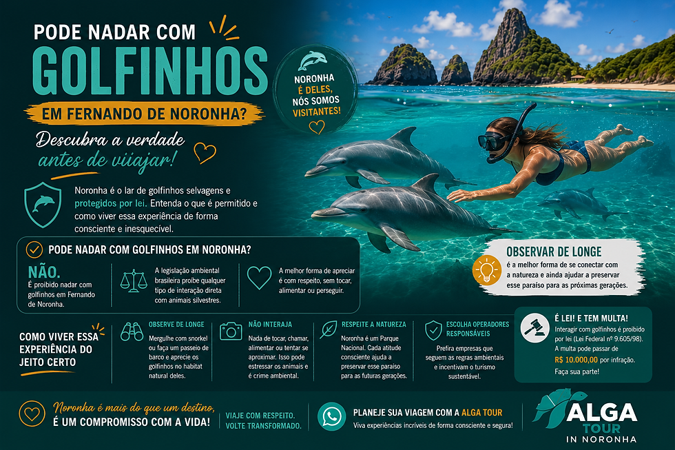 Infográfico sobre golfinhos em Fernando de Noronha, com nadadora no mar e texto: pode nadar com golfinhos?