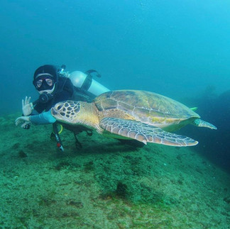 Mergulho no Naufrágio em Fernando de Noronha - Alga Noronha