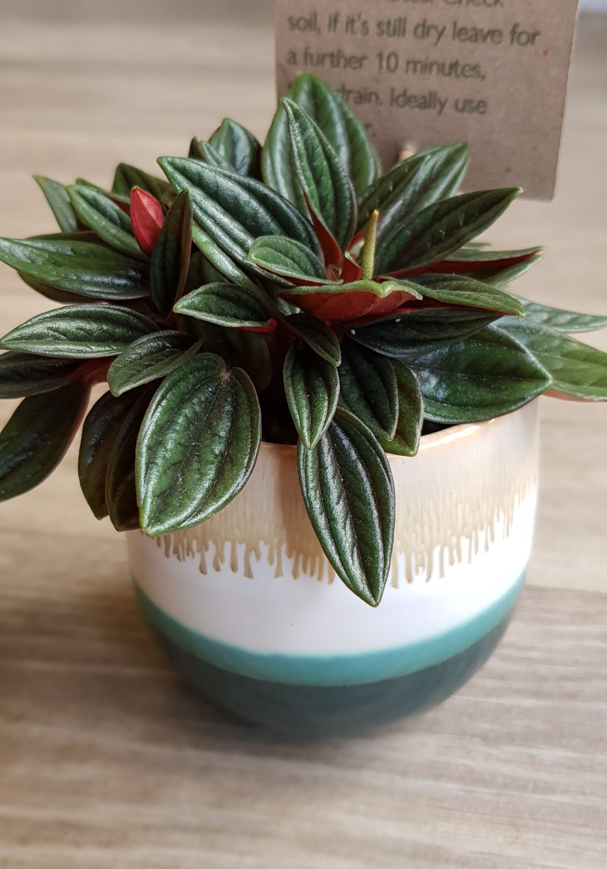 Large Peperomia Caperata Rosso in your choice of pot with handmade care label