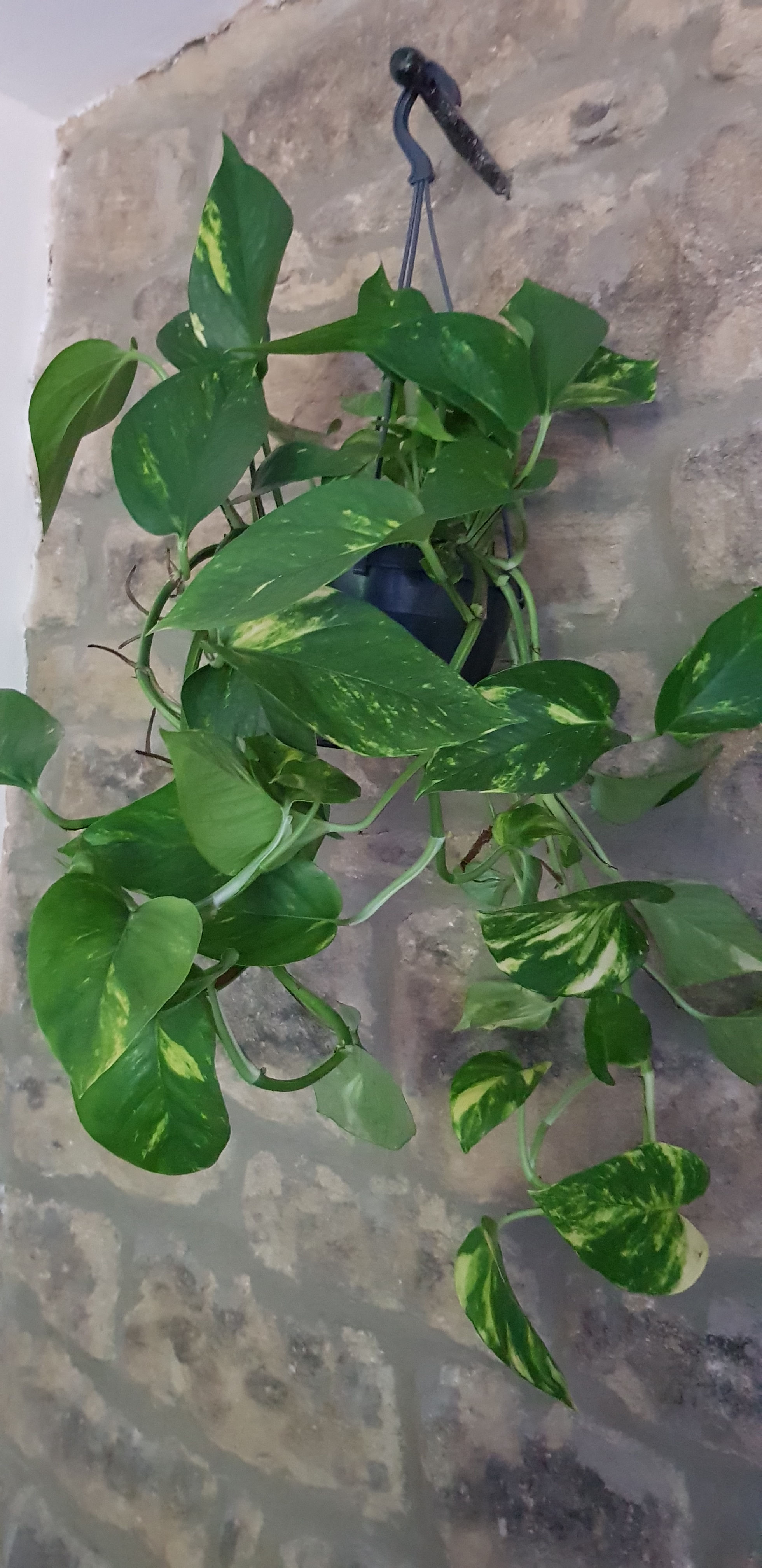 Epipremnum aureum 'Global Green Pothos' in a pot of your choice with care card