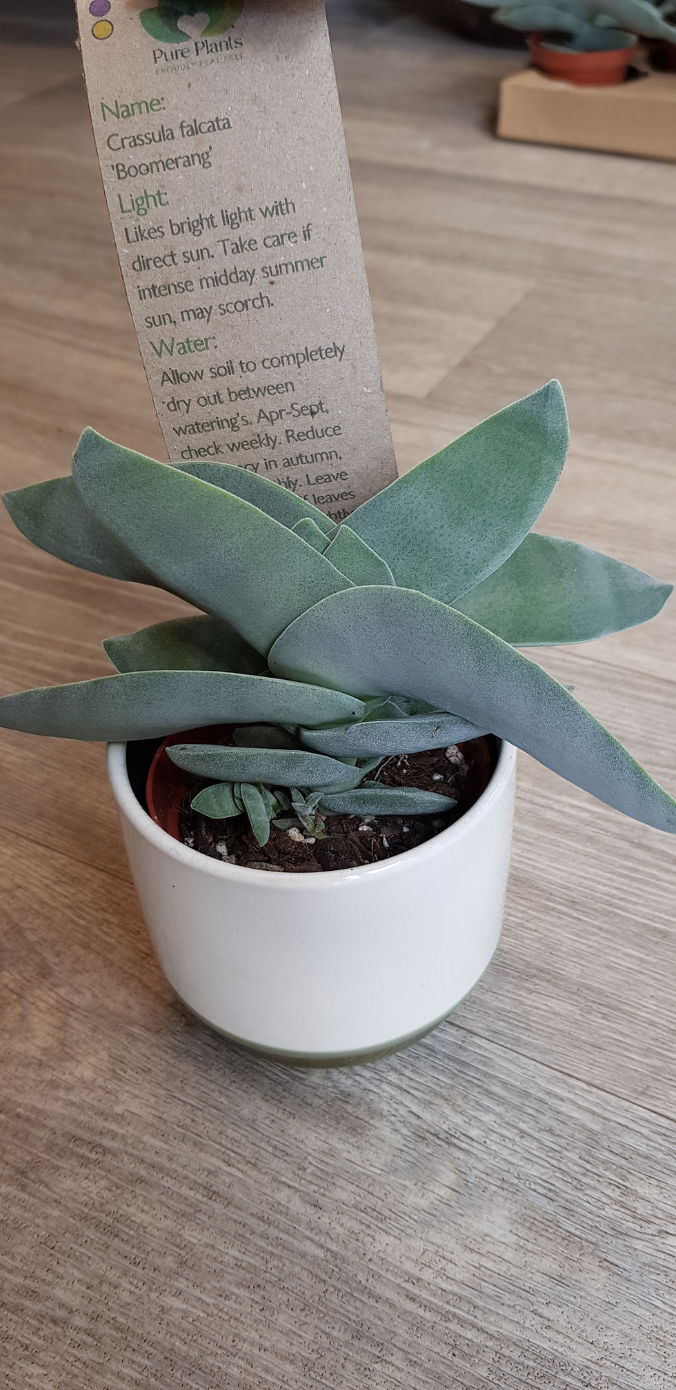 Crassula Boomerang fleshy blue tinged bommerang shaped leaves in white ceramic pot
