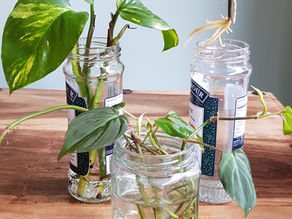 Propagating Houseplants: How to Make New Plants for Free!