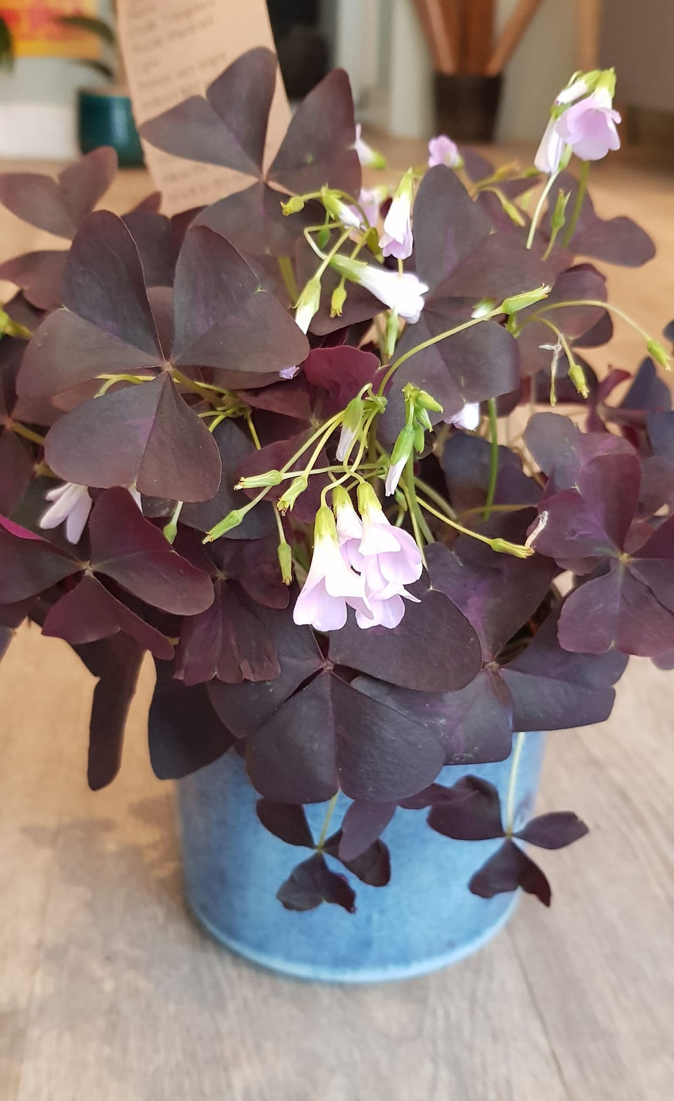 Thumbnail: Oxalis Triangularis 'Purple Shamrock' in your choice of pot