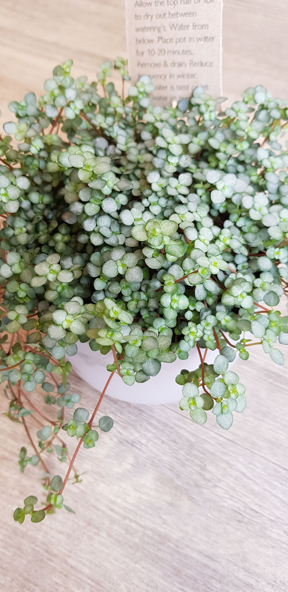 Thumbnail: Pilea glaucophylla greyzy 'Silver Sparkles'. A gorgeous trailing succulent with round silvery leaves on red stems