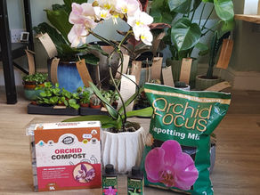 All About Orchids: Expert Orchid Care Tips