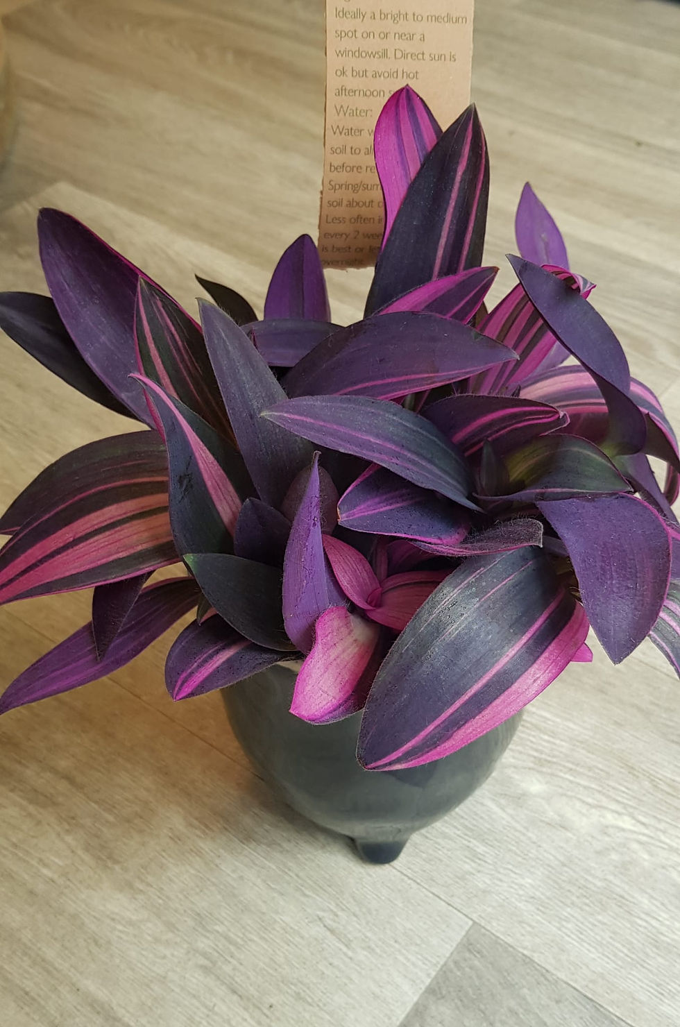 Thumbnail: Tradescantia pallida 'Pink Stripe' in your choice of pot with care card