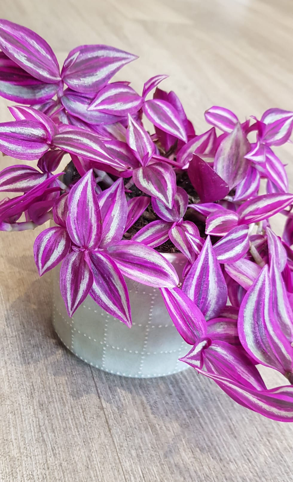 Tradescantia zebrina 'Pink Paradise' in ceramic pot